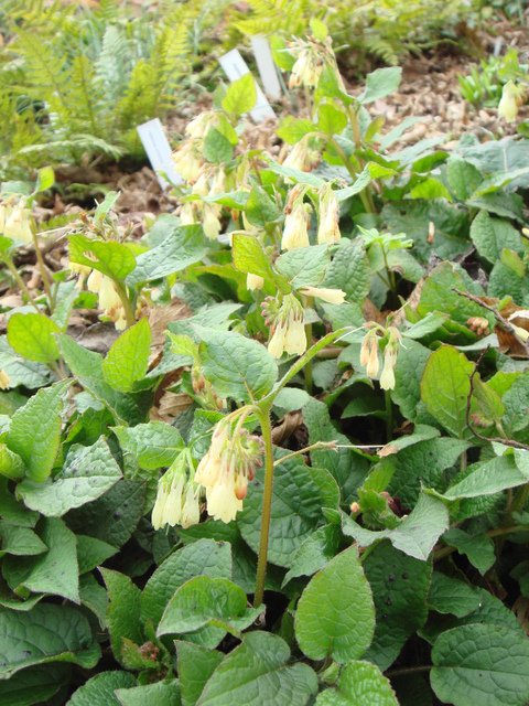 Symphytum tuberosum (2)